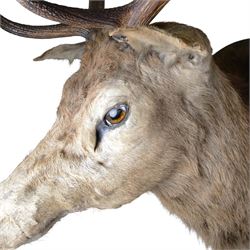 Taxidermy: Red Deer (Cervus elaphus), an adult stag shoulder mount with head turning to the right, mounted upon a wooden shield, D76cm