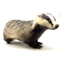Taxidermy: European badger (Meles meles)