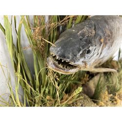 Taxidermy: Brown trout (Salmo trutta), preserved by John Cooper & Sons, 28 Radnor Street, St Luke's, London, skin mount set above a pebbled river bed with reeds and grasses, set against blue painted back drop, inscription to the back drop 'Trout caught by Rev R.S. Ricketts at Kirkham Bridge July 1st 1890, artificial fly, weight 1.5lb', L50cm H26cm 