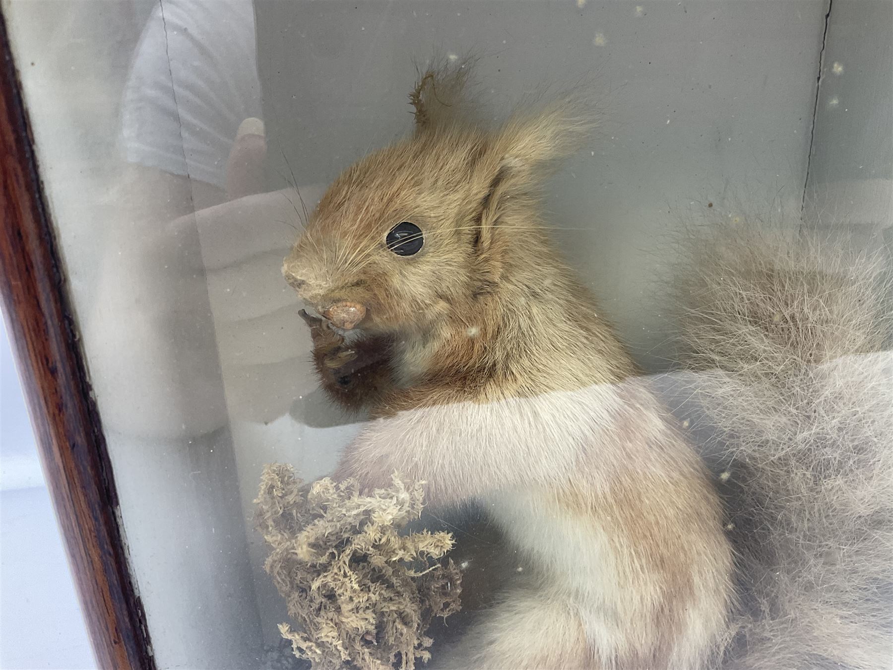 Taxidermy: Cased Red Squirrel (Sciurus vulgaris), mounted upon naturalistic ground works, set against a white backdrop, encased within a single panel display case, H28cm