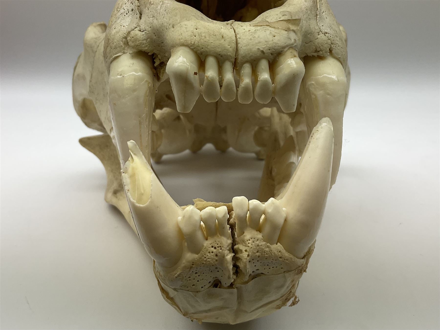Taxidermy: Lion (Panthera leo), skull L34cm. 