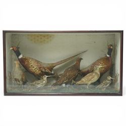 Taxidermy - cased diorama with two cock pheasants (Phasianus colchicus) three woodcock (Sc...
