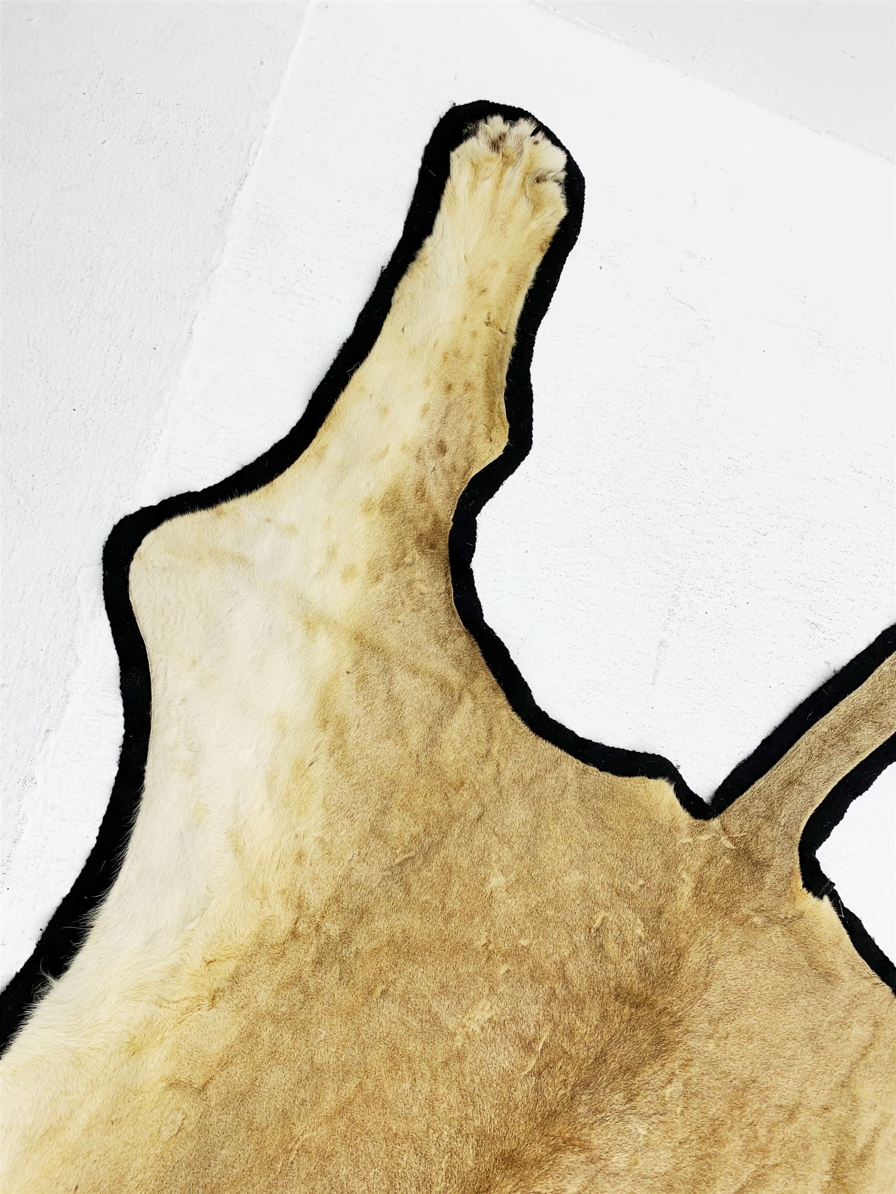Taxidermy: African Lioness (Panthera Leo), full lioness skin and head mount, with black felt backing, L279cm