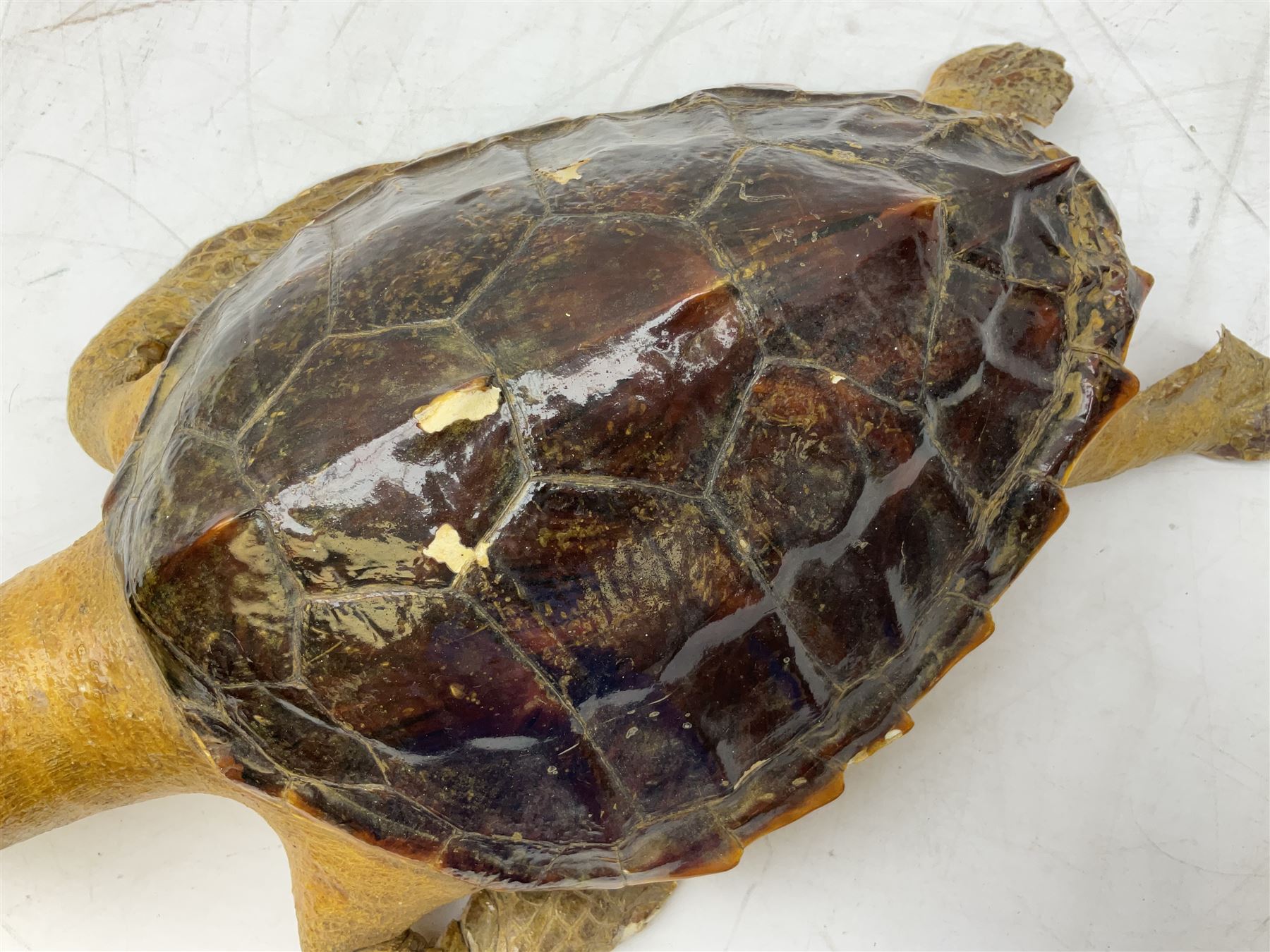 Taxidermy: Hawksbill Sea Turtle (Eretmochelys imbricata), juvenile full mount, beak to shell base L43cm