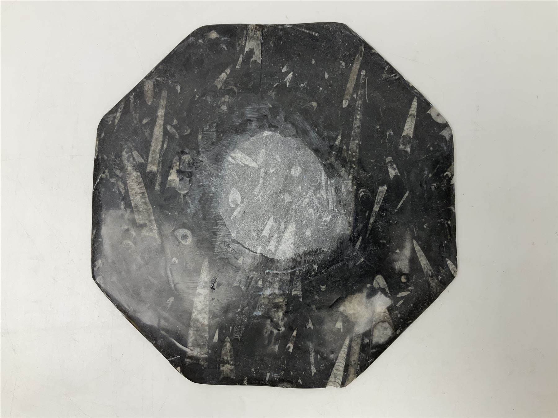 Four octagonal plates, each with Orthoceras and Goniatite inclusions, age: Devonian period, location: Morocco, D30cm