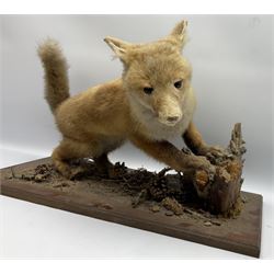 Taxidermy: Red Fox Cub (Vulpes Vulpes), a juvenile full mount cub, on a naturalistic setting, upon a rectangular wooden plinth, H36cm