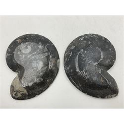 Pair of dishes in the form of ammonites with a raised Goniatite to the centre and Orthoceras and Goniatite inclusions, age: Devonian period, location: Morocco, D11cm