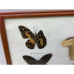 Entomology: Framed display of ten butterflies and moths including 'The Atlas', 'The Red Helen', 'The Golden Bidwing', 'The Dark Blue Tiger', 'The Spotted Swordtail', 'The Cruiser', 'The Common Tiger' etc