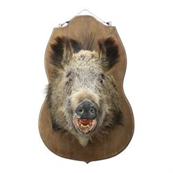 Taxidermy - Wild Boars head on oak wall shield H65cm