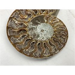 Paleontology: fossilized African Cleoniceras ammonite, the fossil specimen halved and polished, the interiors with crystal formation within chambers, Middle Cretaceous period, c 100 million years old, Madagascar, L8.5cm