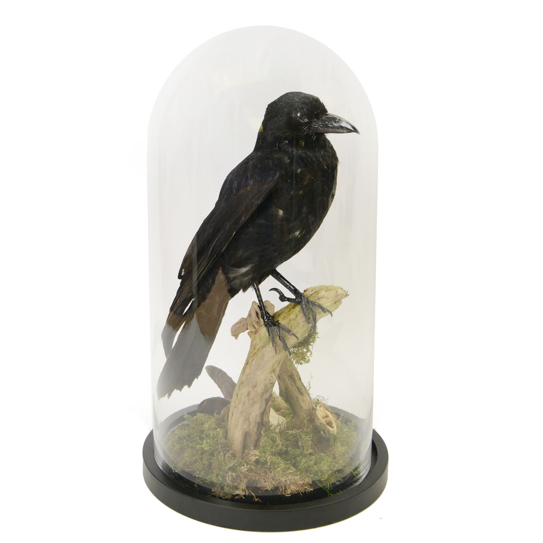 Taxidermy; Cased Carrion Crow (Corvus corone), full adult mount perched upon a branch in a naturalistic setting with roe dear skull to the base, enclosed within glass dome, H52cm