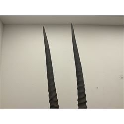 Taxidermy: Fringed-eared oryx (Oryx beisa callotis), circa 1960, by Rowland Ward Ltd,  adult male shoulder mount looking straight ahead, D62cm