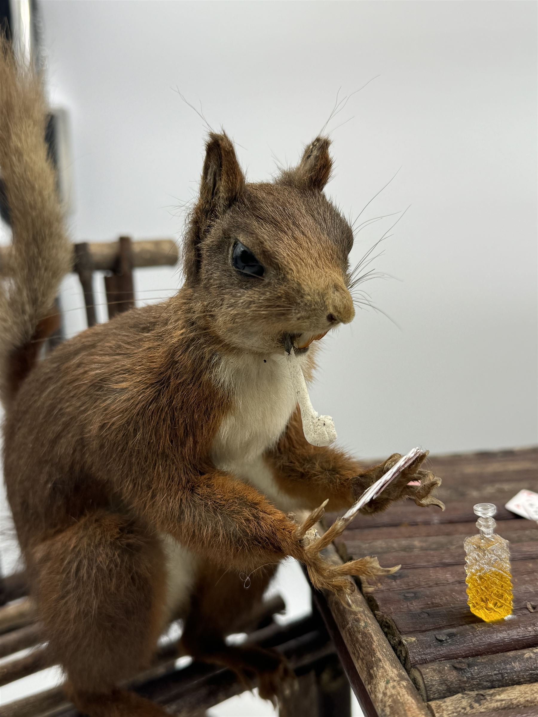 Anthropomorphic Taxidermy: Two red squirrels (Sciurus vulgaris), both seated upon a chair holding playing cards, one smoking a pipe 