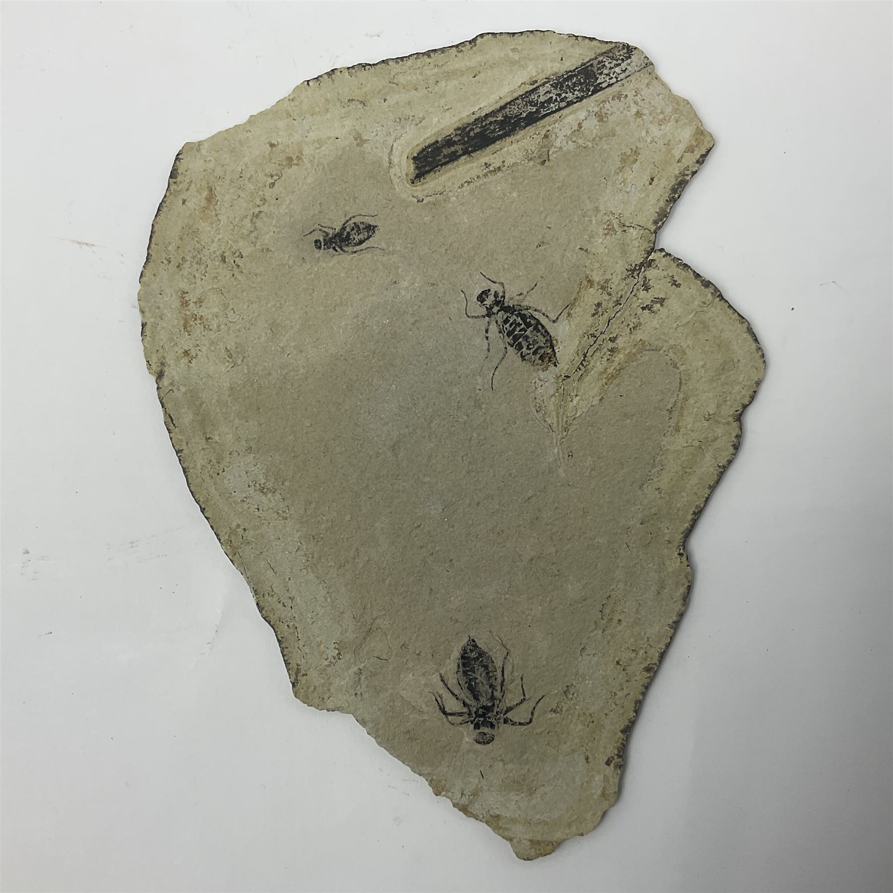 Dragonfly larvae (Libellula doris), together with four Mosasaur teeth, four trilobites (Crotalocephalina gibba) and one other tooth