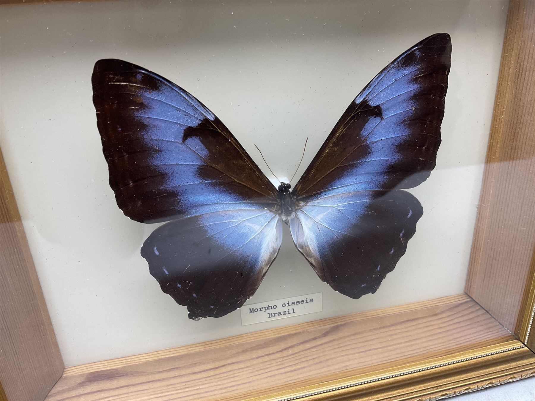 Entomology: Twelve framed displays contain thirteen specimens of tropical moths and butterflies, each mounted within gilt wall hanging picture frames of various sizes, specimens including Morpho Godarti, Caligo idomeneus, Cisseis morpho, Cathosia biblis etc, largest L35cm W30cm 