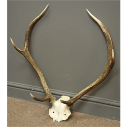  Pair six point stag antlers and half skull, H69cm   