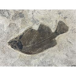 Fossilised fish group in a single matrix; freshwater fish presentation from the prehistoric system of three lakes known as the Green River Formation, featuring Priscacara, Phareodus testis, Diplomystus dentatus
 H59cm, L97cm