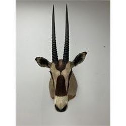 Taxidermy: Beisa Oryx (Oryx beisa beisa), adult male shoulder mount looking straight ahead, approximately H120cm