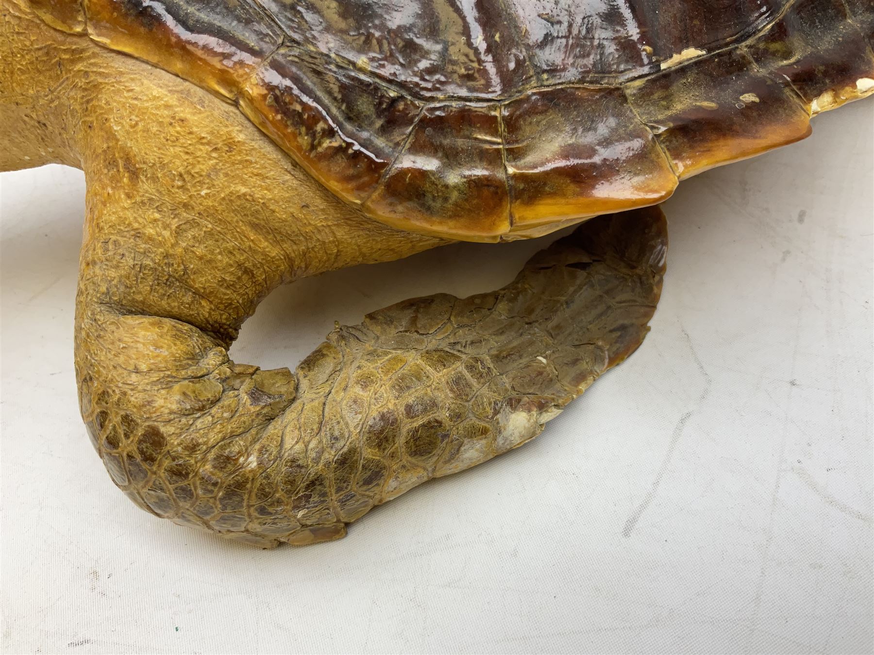 Taxidermy: Hawksbill Sea Turtle (Eretmochelys imbricata), juvenile full mount, beak to shell base L43cm