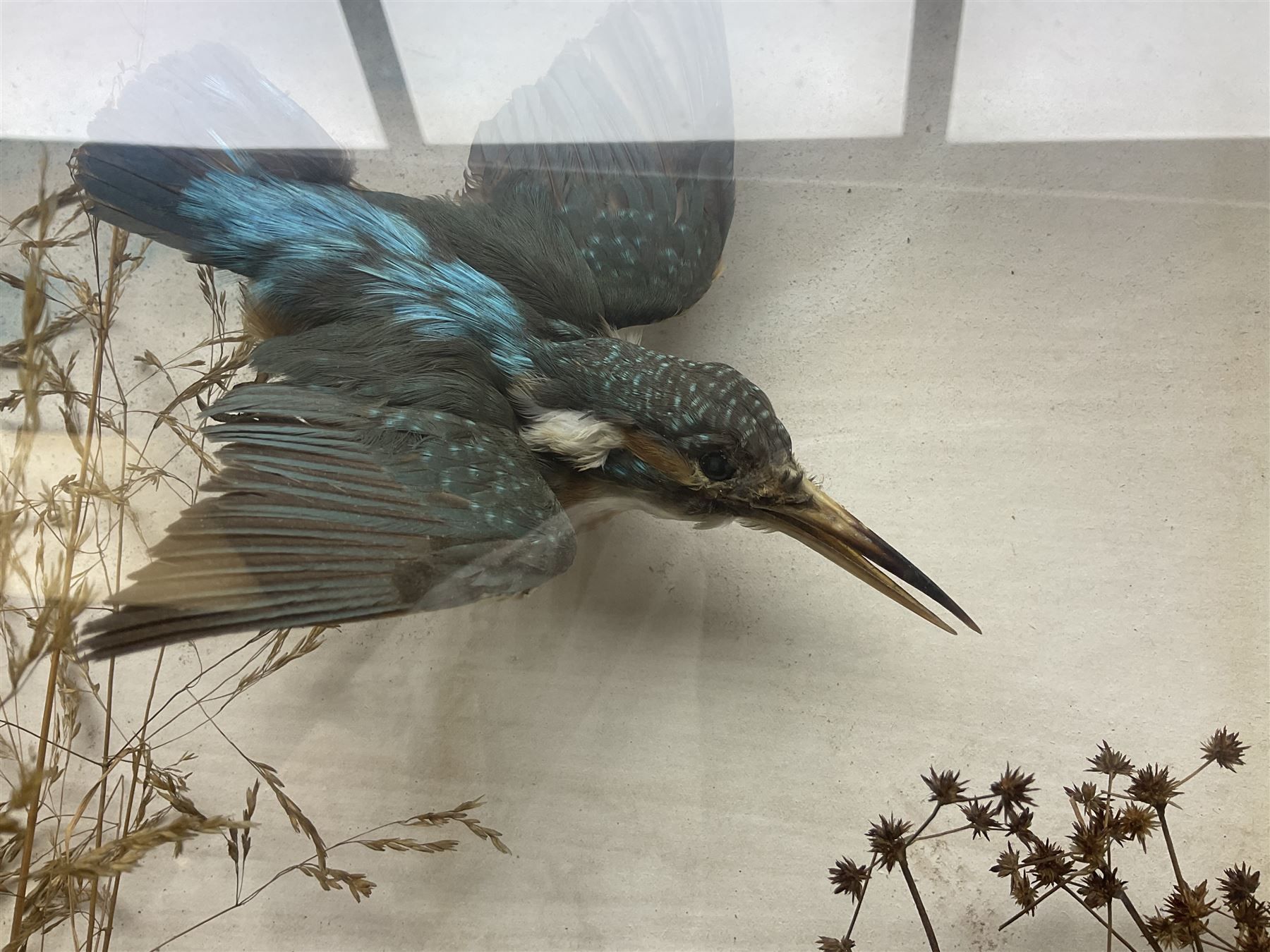 Taxidermy; Victorian cased bird diorama,  pair of Kingfishers (Alcedo Athis) adult mounts and Kestrel (Falco tinnunculus) adult mount, in a naturalistic setting with one kingfisher in flight, encased within a three pane display case, H45cm, L72cm