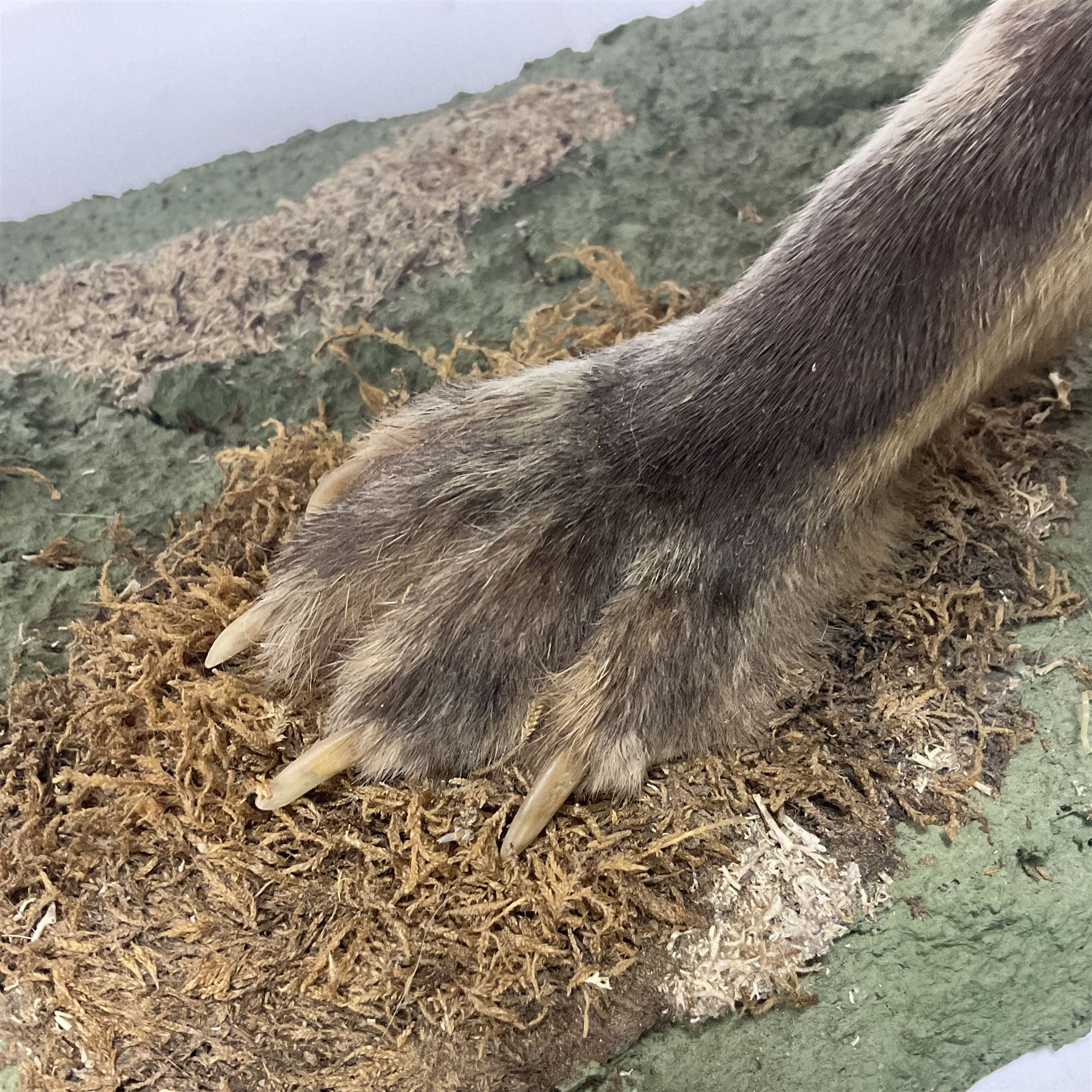 Taxidermy: European Red Fox (Vulpes vulpes), full mount adult on open display with standing alert with ears forward front paw raised, upon a naturalist base, H62cm, L78cm