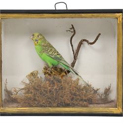 Taxidermy; Budgerigar (Melopsittacus undulatus), full adult mount, on a branch in a naturalistic setting, within an ebonised glazed display case, H20cm