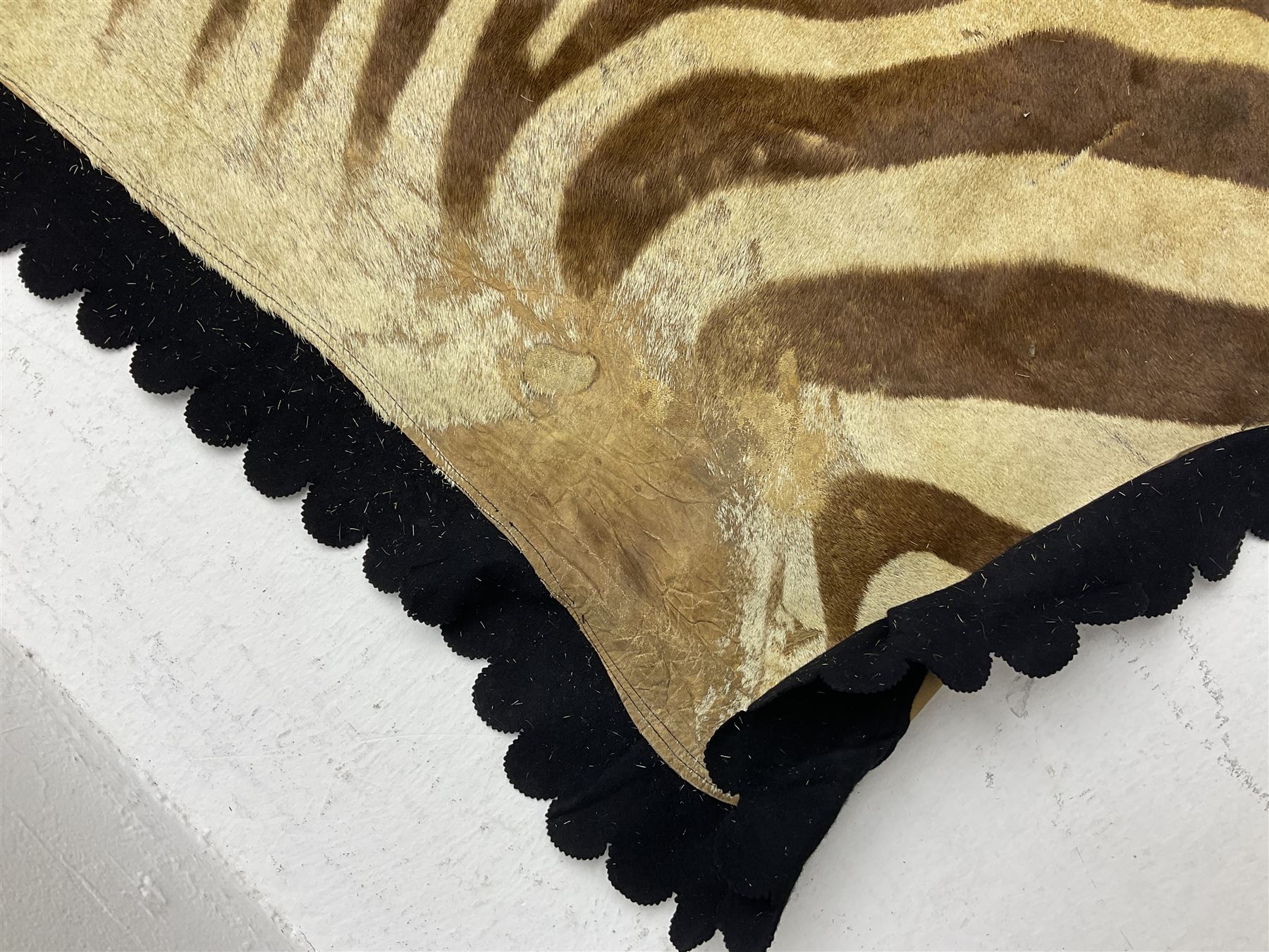 Taxidermy: Zebra hide rup (Equus quagga), edged with black felt material 