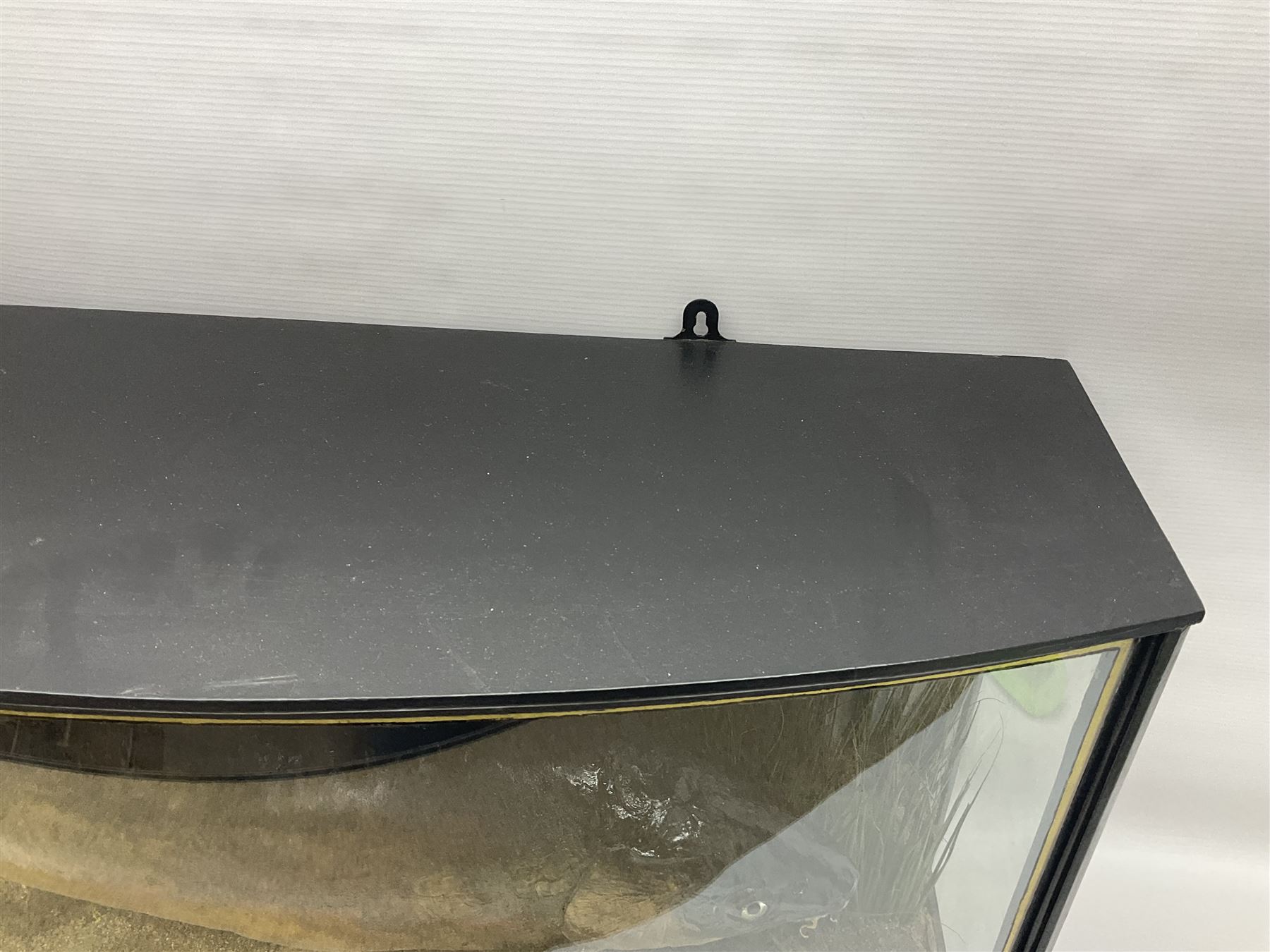 Taxidermy; Cased Mirror Carp (Cyprinus carpio carpio) a large preserved skin mount 
in a naturalistic setting set against blue painted back drop, enclosed within a glass bow fronted case, the interior bearing a label 'Carp Redmire Lake 12 lb 4 oz Oct 67' H42 cm W87 cm D27 cm