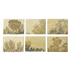 Six dendrite crystals each in an individual sandstone plaque, each plaque H6cm, L8cm