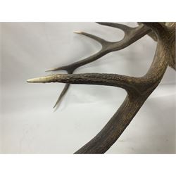 Taxidermy: Red Deer (Cervus elaphus), adult male imperial stag shoulder mount looking straight ahead, ten point antlers, mounted upon a shaped wooden shield, D65cm