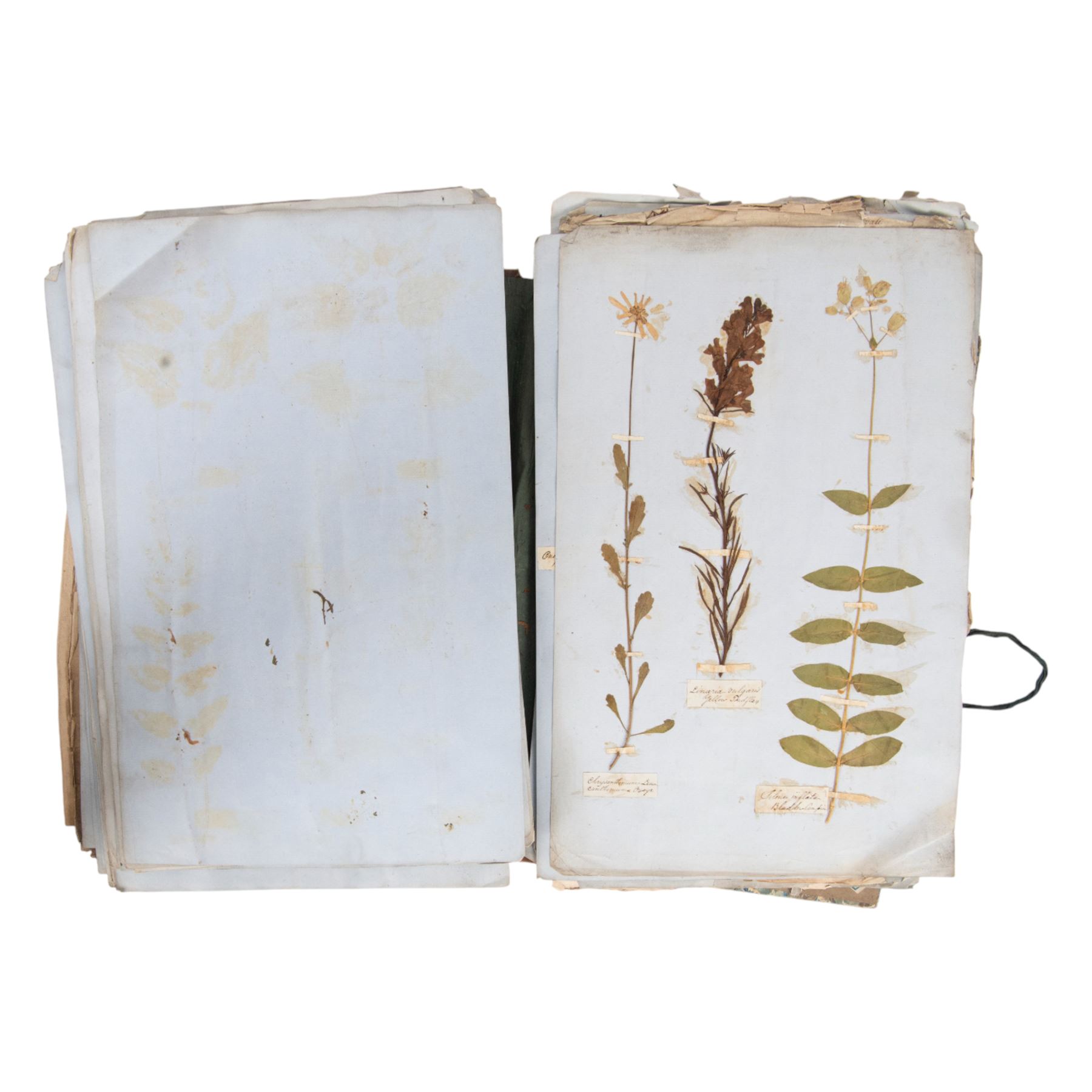 A Thorburn framed print of Razorbill, together with a Victorian book of pressed flowers, W.E Kirby Butterflies and Moths, George Henslow How to Study Wild Flowers etc