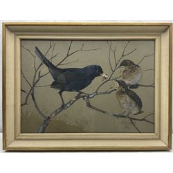 Ralston Gudgeon (Scottish 1910-1984): 'Blackbird Feeding Young', watercolour signed, titled on label verso 34cm x 46cm