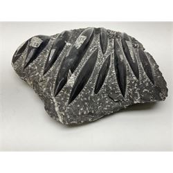 Orthoceras fossil group, age: Devonian period, H33cm, L30cm