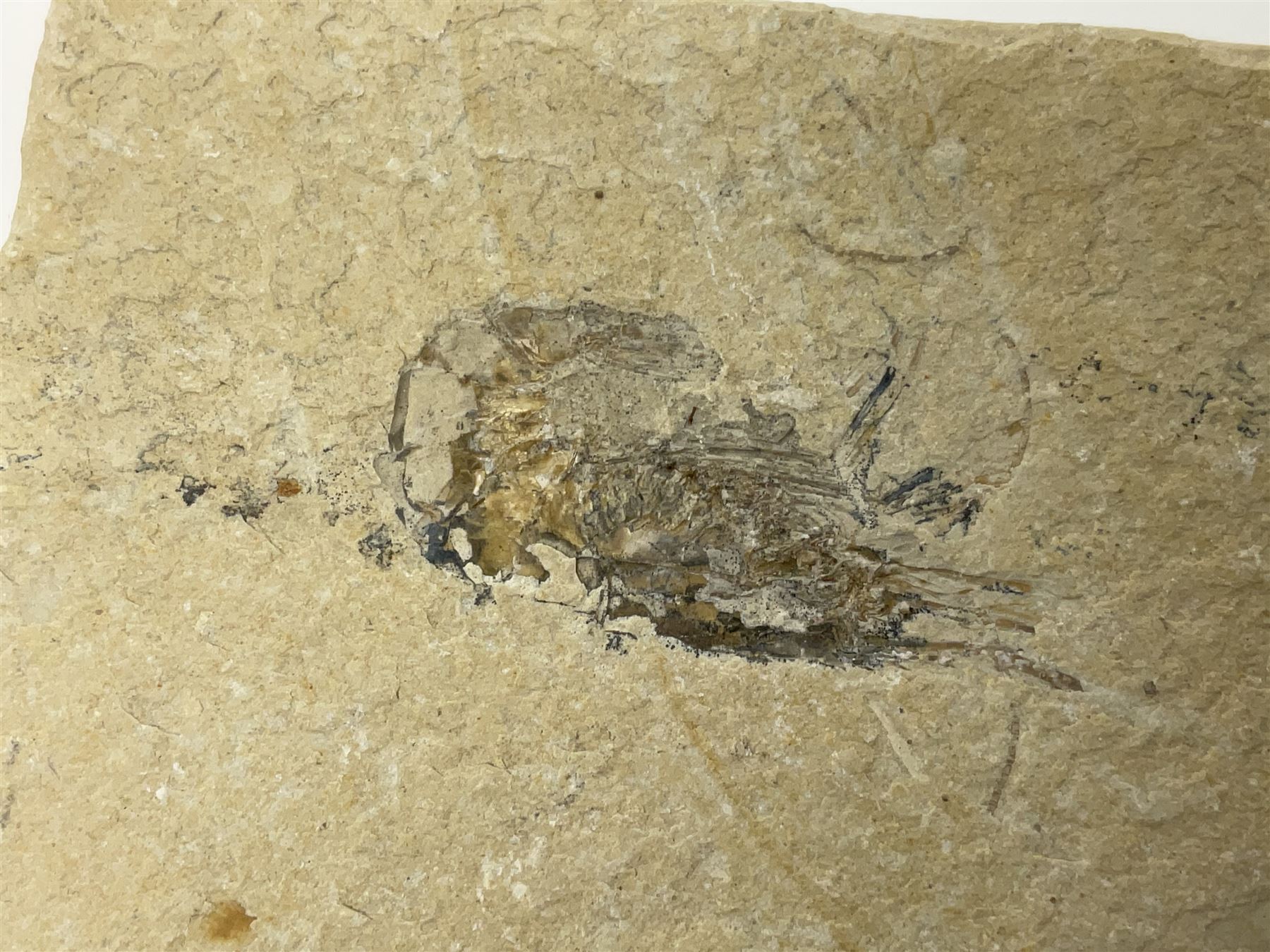 Two fossilised shrimp (Aeger tipularius) each in an individual matrix, age; Cretaceous period, location; Carpopenaeus callirostris Hjoula, Lebanon, largest matrix H9cm, L10cm