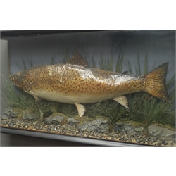  Taxidermy - Trout in naturalistic underwater setting, in glazed case, W77cm, H39cm     
