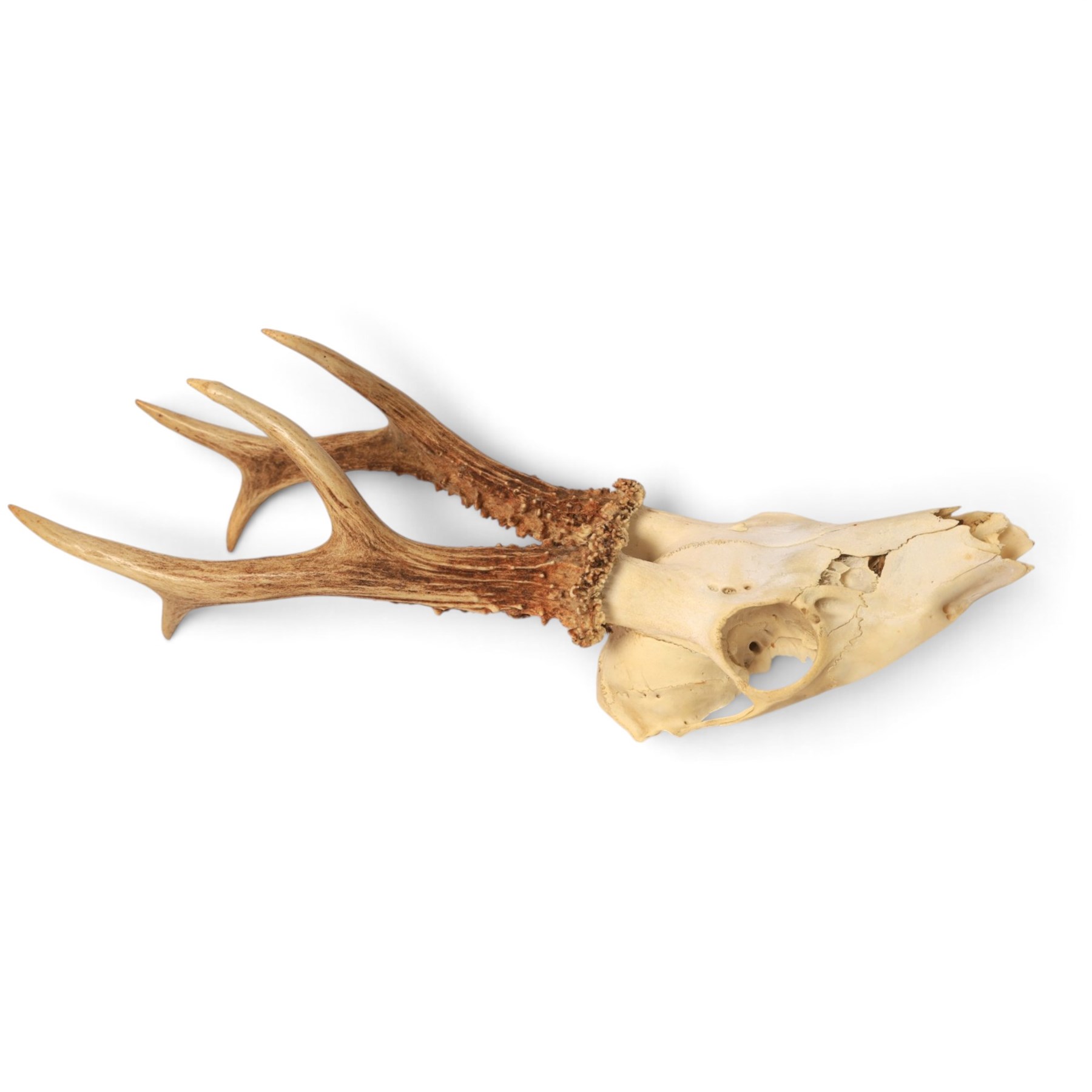 Taxidermy: European Roe Deer (Capreolus capreolus), shoulder mount, together with Roe deer antlers on cut upper skull