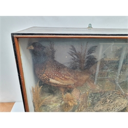 Taxidermy: A Victorian pair of pheasants (Phasianus colchicus), hen and cock, in naturalistic setting, the rocky groundwork detailed with moss and grasses, set against a painted light blue backdrop, enclosed within an ebonised single pane display case, H60cm L67cm D32cm