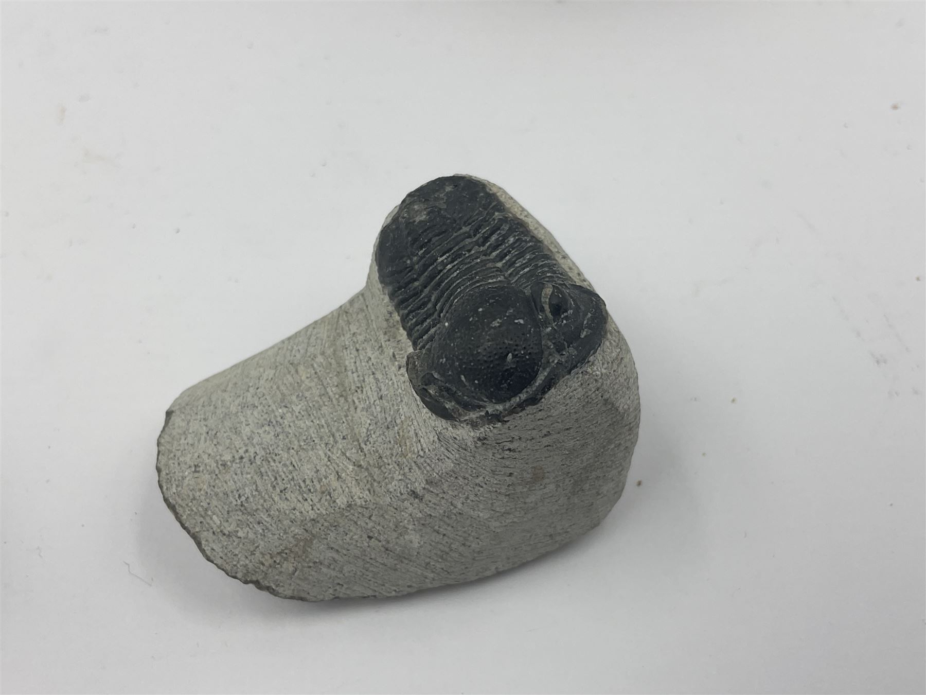 Dragonfly larvae (Libellula doris), together with four Mosasaur teeth, four trilobites (Crotalocephalina gibba) and one other tooth