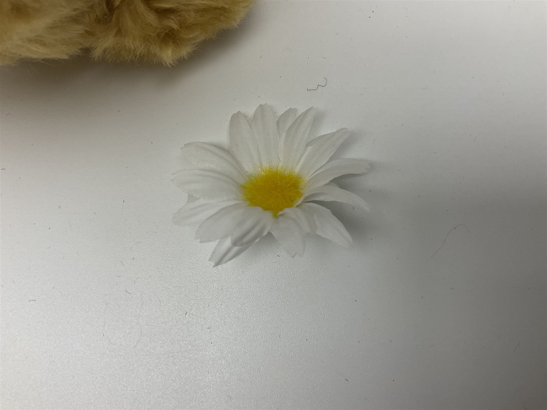 Two modern Steiff limited edition teddy bears - Prince William's 21st Birthday Bear with growler mechanism No.58/1500 H35cm; and Cherished Teddies Collection Daisy No.4269/5000 H33cm; both boxed with certificates (2)