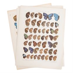 Seitz (Adalbert); collection of ten chromolithographic butterfly plates from Fauna Indo-Australica, mainly of specimens from the Lyceanidae family, circa 1907 