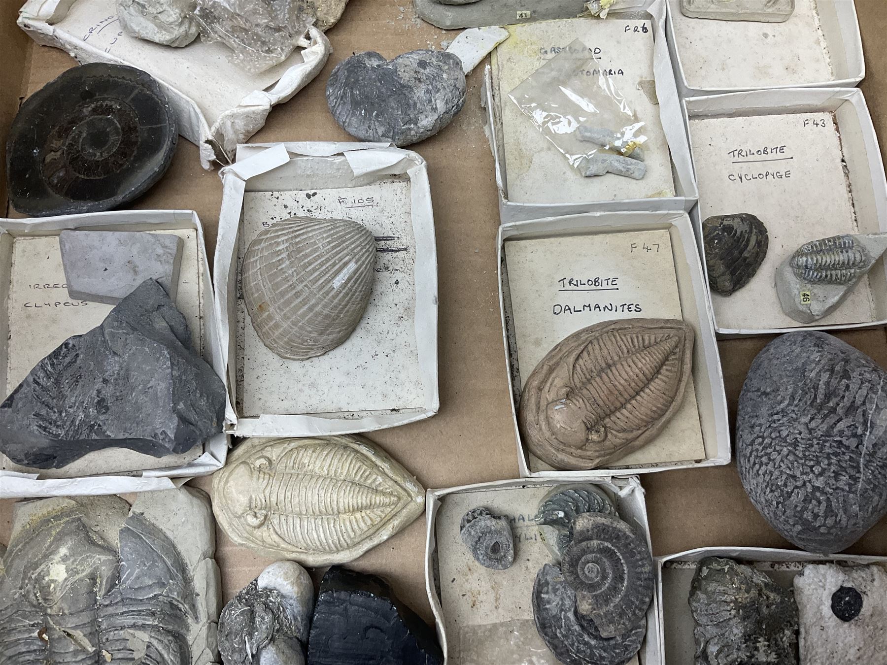 Natural history; Collection of rock and mineral specimens to include muscovite, sphalerite zinc blende, breccia, migmatite, fluorite etc, housed in a wood box, some named 