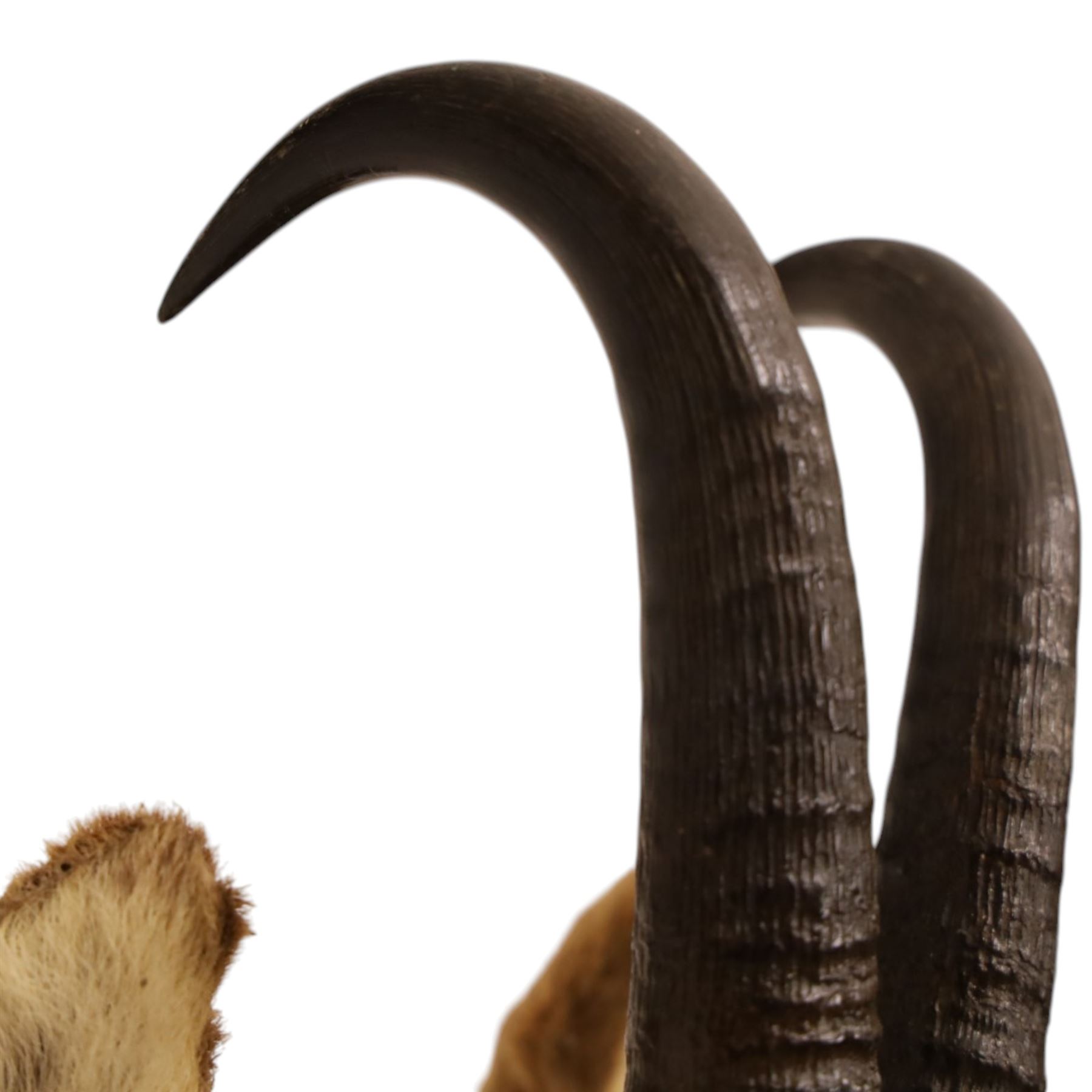 Taxidermy - Alpine Chamois (Rupicapra rupicapra), adult male shoulder mount with head facing front, mounted on wooden shield, H64cm
