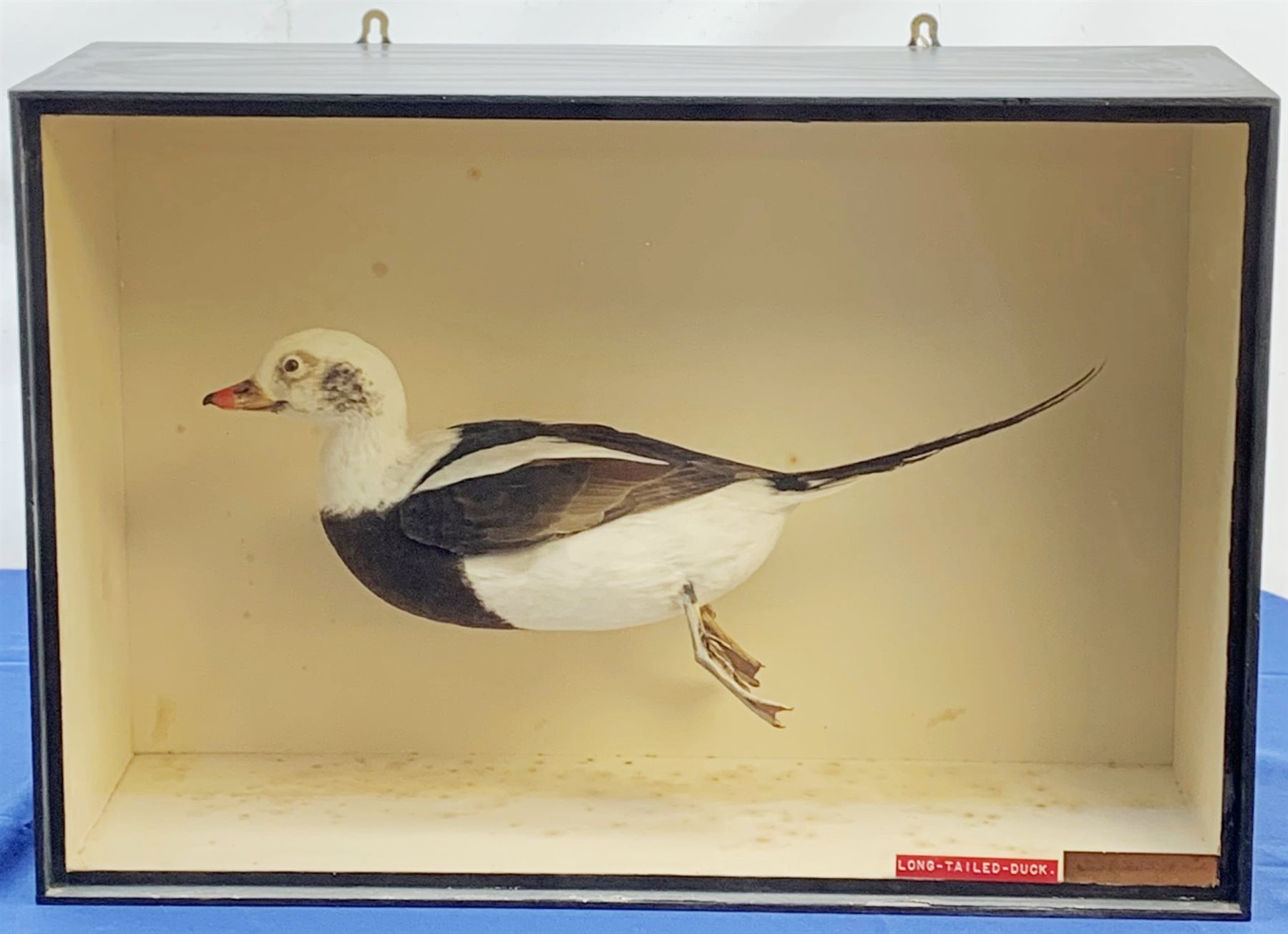 Taxidermy: A 20th century cased Long-Tailed Duck (Clangula hyemalis), full mount, modelled in swimming pose, encased within an ebonised single pane display case, H43cm L63.5cm D21cm 
