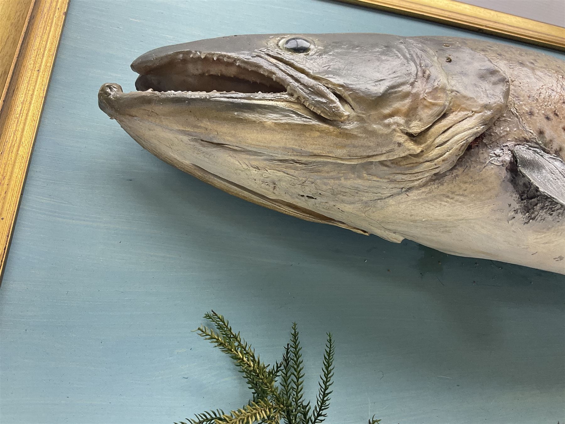 Taxidermy: Brown trout (Salmo trutta), skin mount on open display set against blue painted back drop with a gilt frame, H55cm, L89cm 