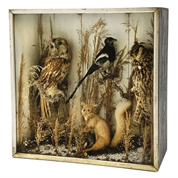 Taxidermy: Late Victorian cased display, comprising Tawny Owl, Long Eared Owl, Magpie, and Red Squirrel, mounted within a naturalistic setting of mosses, branches and tall grasses, W63cm, H62cm, D22cm