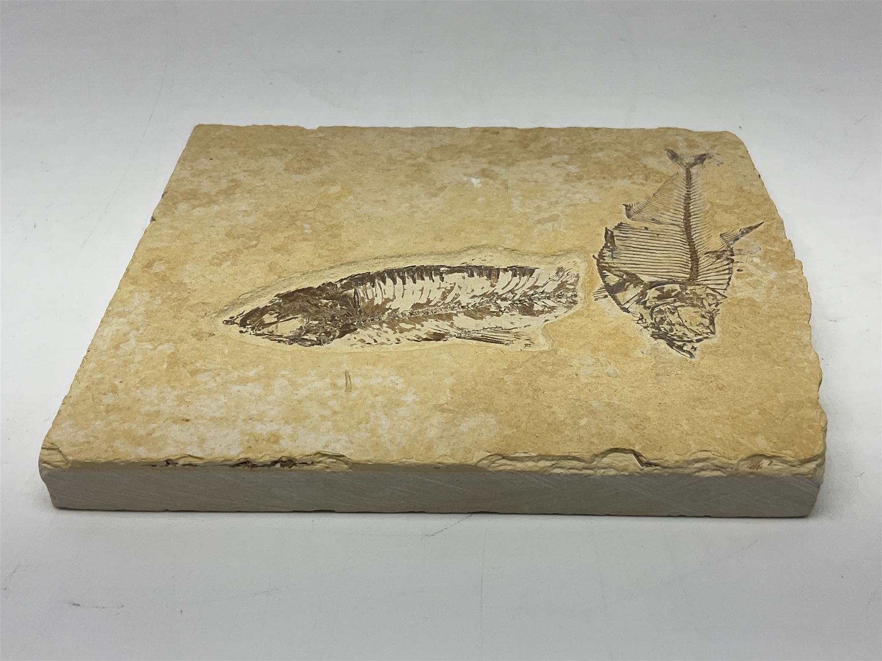 Two fossilised fish (Knightia alta) in a single matrix, age; Eocene period, location; Green River Formation, Wyoming, USA, matrix H12cm, L13cm