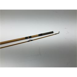 Hardy 'Continental Special Palakona' 8' 4