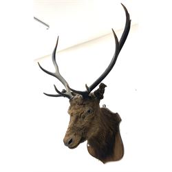 Taxidermy: Red Deer (Cervus elaphus), shoulder mount looking straight ahead, mounted upon wooden shield.