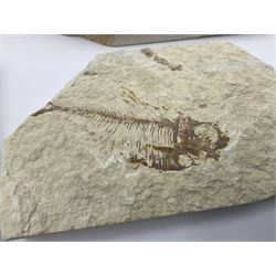 Four fossilised fish (Knightia alta) each in an individual matrix, age; Eocene period, location; Green River Formation, Wyoming, USA, largest matrix H9cm, L17cm