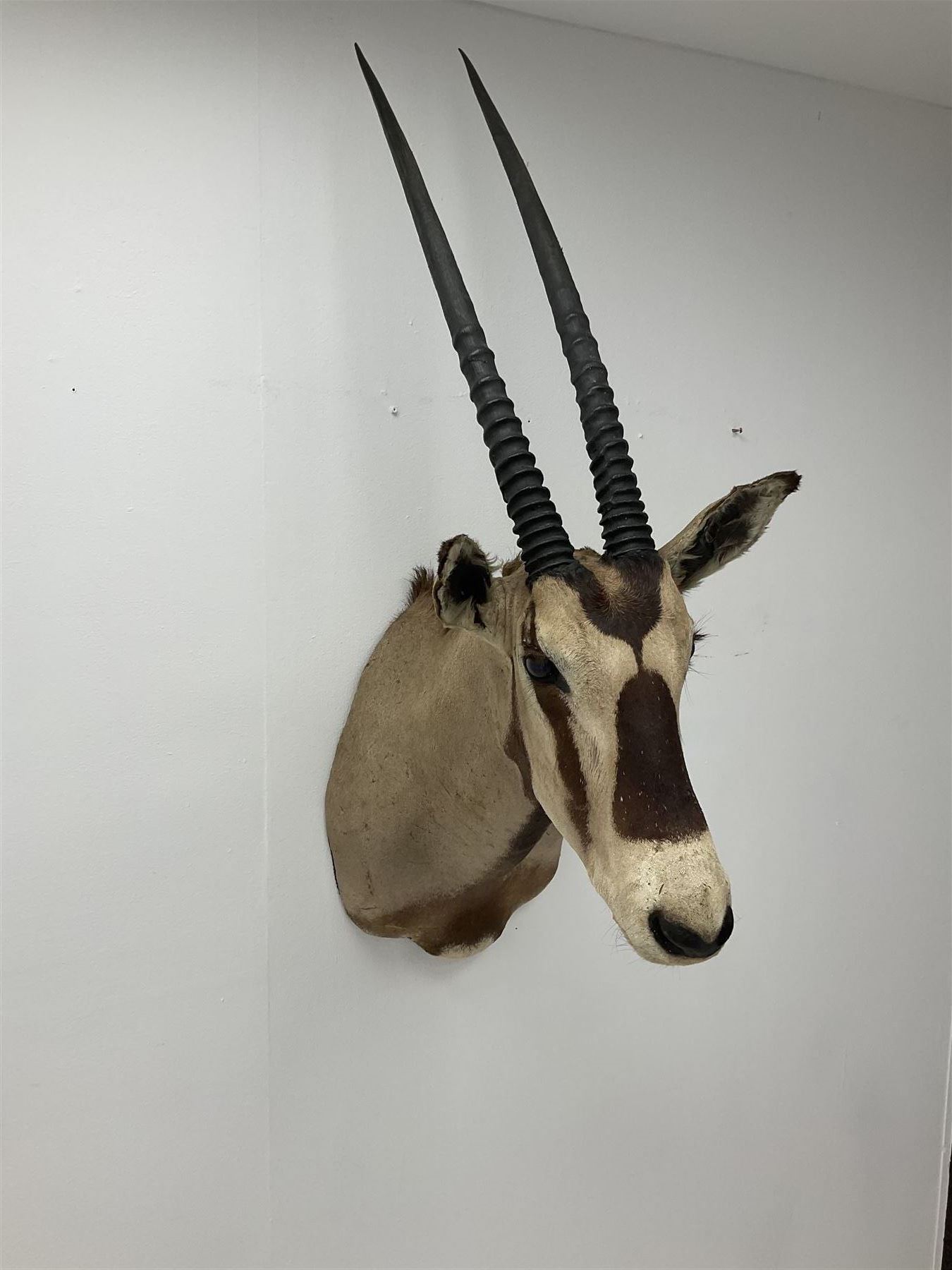 Taxidermy: Beisa Oryx (Oryx beisa beisa), adult male shoulder mount looking straight ahead, approximately H120cm